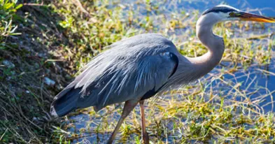 Réserve nationale de faune du lac-Saint-François - Les grands migrateurs