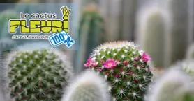 Le Cactus Fleuri - Portes ouvertes: SAMEDI 24 JANVIER 10H À 14H Le Cactus Fleuri - Portes ouvertes: SAMEDI 24 JANVIER 10H À 14H