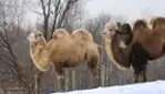 Ranch Dupont - Zoo ferme éducative avec plus de 200 animaux