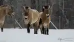 Ranch Dupont - Zoo ferme éducative avec plus de 200 animaux