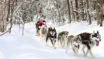 Kinadapt - traîneau à chien - centre de plein air spécialisé en formation et entraînement