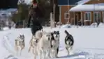 Kinadapt - traîneau à chien - centre de plein air spécialisé en formation et entraînement