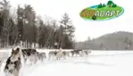 Kinadapt - traîneau à chien - centre de plein air spécialisé en formation et entraînement