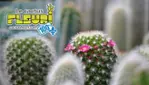 Le Cactus Fleuri