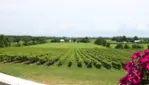 Vignoble Cortellino - Un coin d'Italie dans la Montérégie