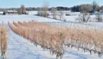 Vignoble Cortellino - Un coin d'Italie dans la Montérégie