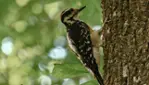 Réserve écologique de la Forêt-la-Blanche