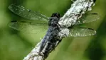 Réserve écologique de la Forêt-la-Blanche