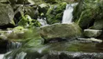 Réserve écologique de la Forêt-la-Blanche