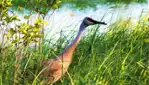 Réserve nationale de faune du lac-Saint-François - Les grands migrateurs