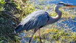 Réserve nationale de faune du lac-Saint-François - Les grands migrateurs