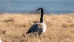 Réserve nationale de faune du lac-Saint-François - Les grands migrateurs