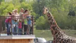 Parc Safari, Pas Bête !