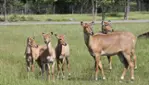 Parc Safari, Pas Bête !