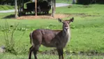 Parc Safari, Pas Bête !