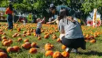 Visitez Citrouilleville - autocueillette de citrouilles, labyrinthe et plus!