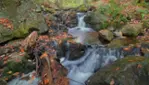 Réserve écologique de la Forêt-la-Blanche