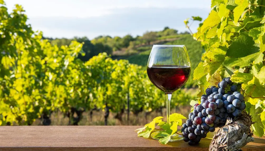 Découverte des Vignobles du Québec : Un Voyage au Cœur des Terroirs