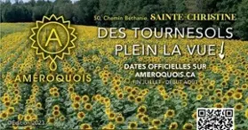 Améroquois - Huile Champy - Des Tournesols plein la vue!