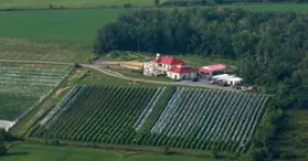 Vignoble Cortellino - Un coin d'Italie dans la Montérégie