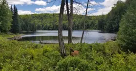 Réserve écologique de la Forêt-la-Blanche